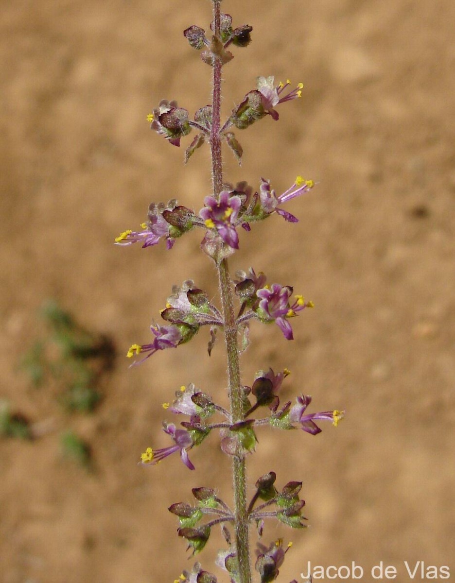 Ocimum tenuiflorum L.